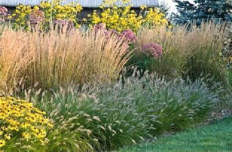 Grasses, shrubs and perennial flowers